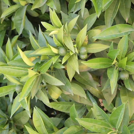 Pensjonat L'aranceto&stilnovo